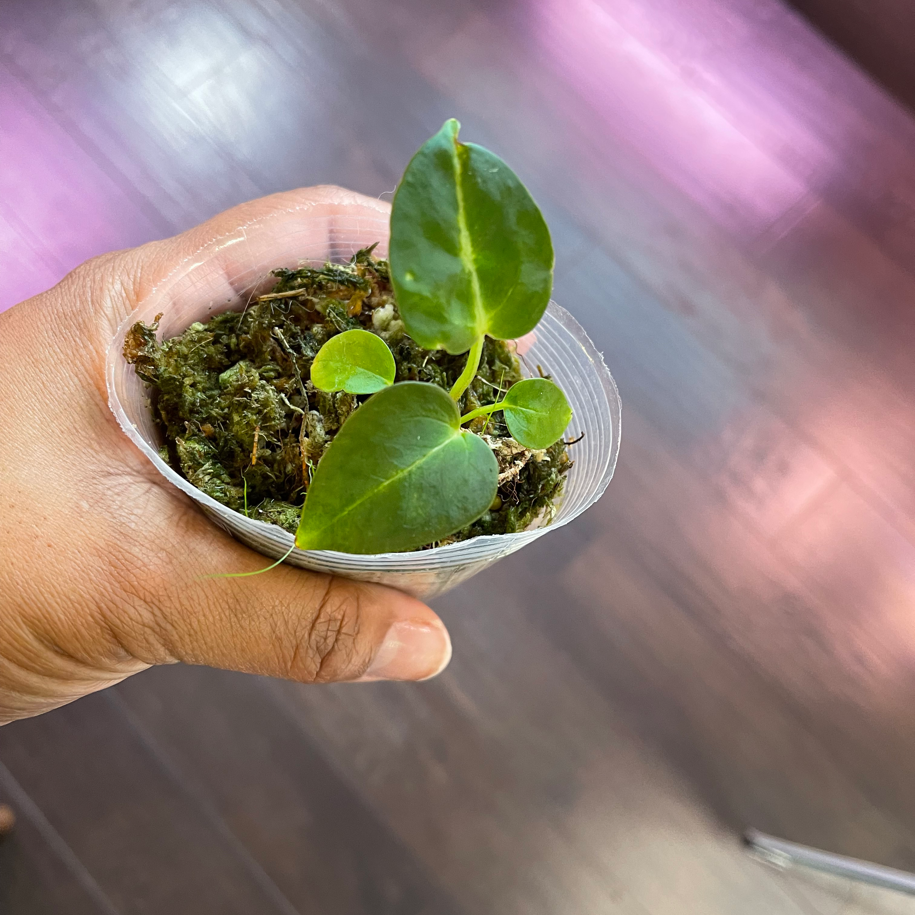 Anthurium magnificum plant in a transparent container held by a hand.