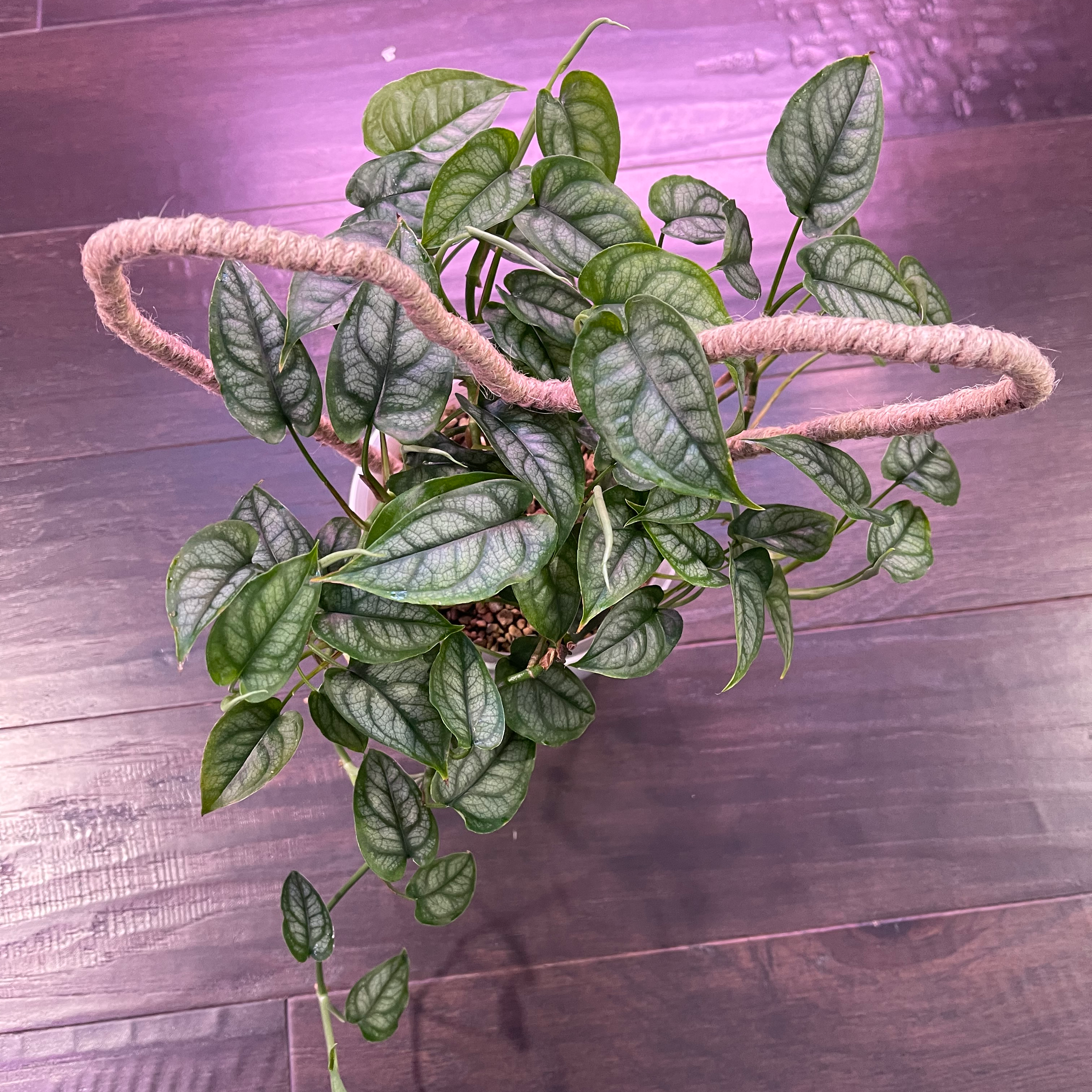 Healthy Silver Monstera plant with vibrant green and silver-patterned leaves in a pot with visible soil.