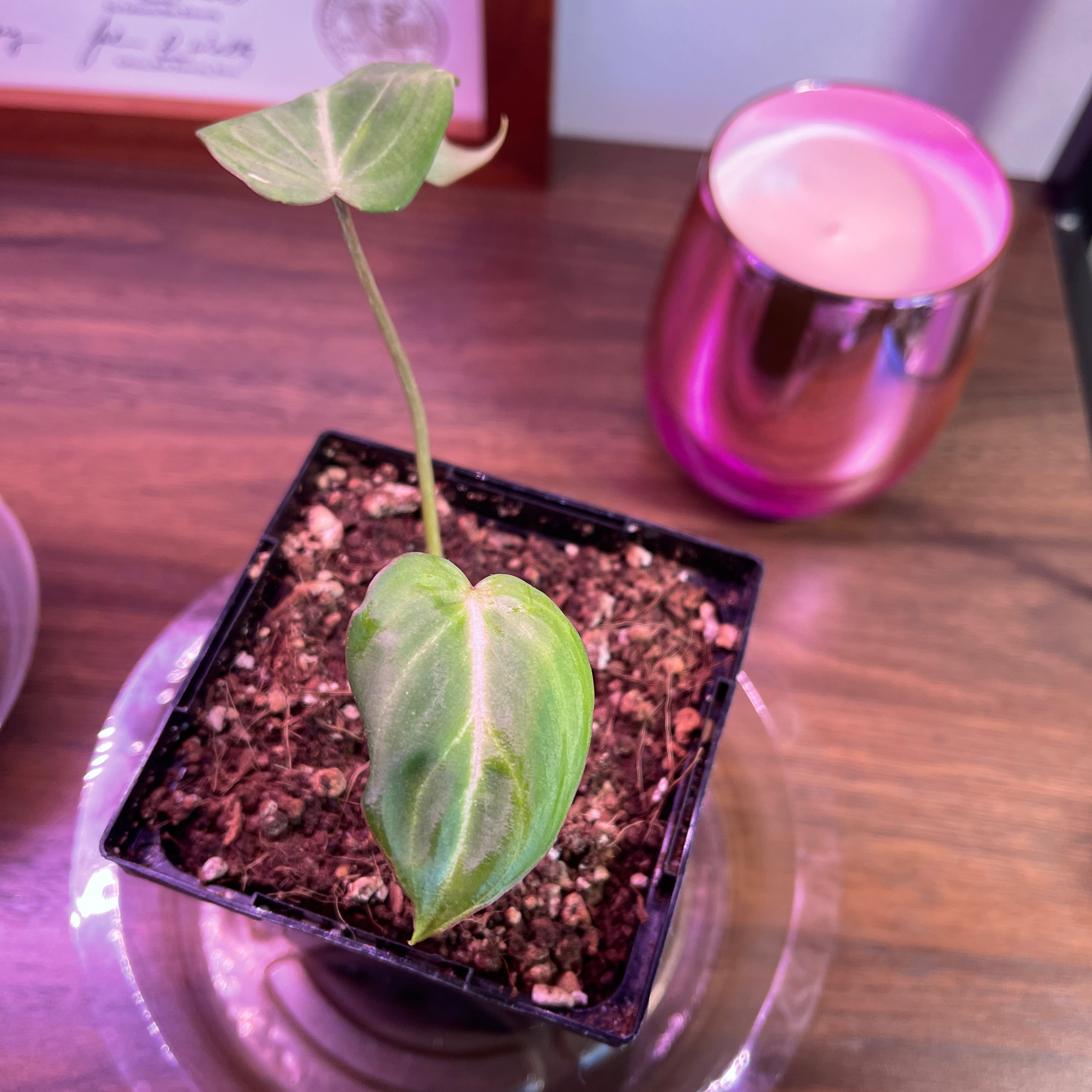 Philodendron gloriosum plant in a small pot with visible soil and slight leaf yellowing and browning.