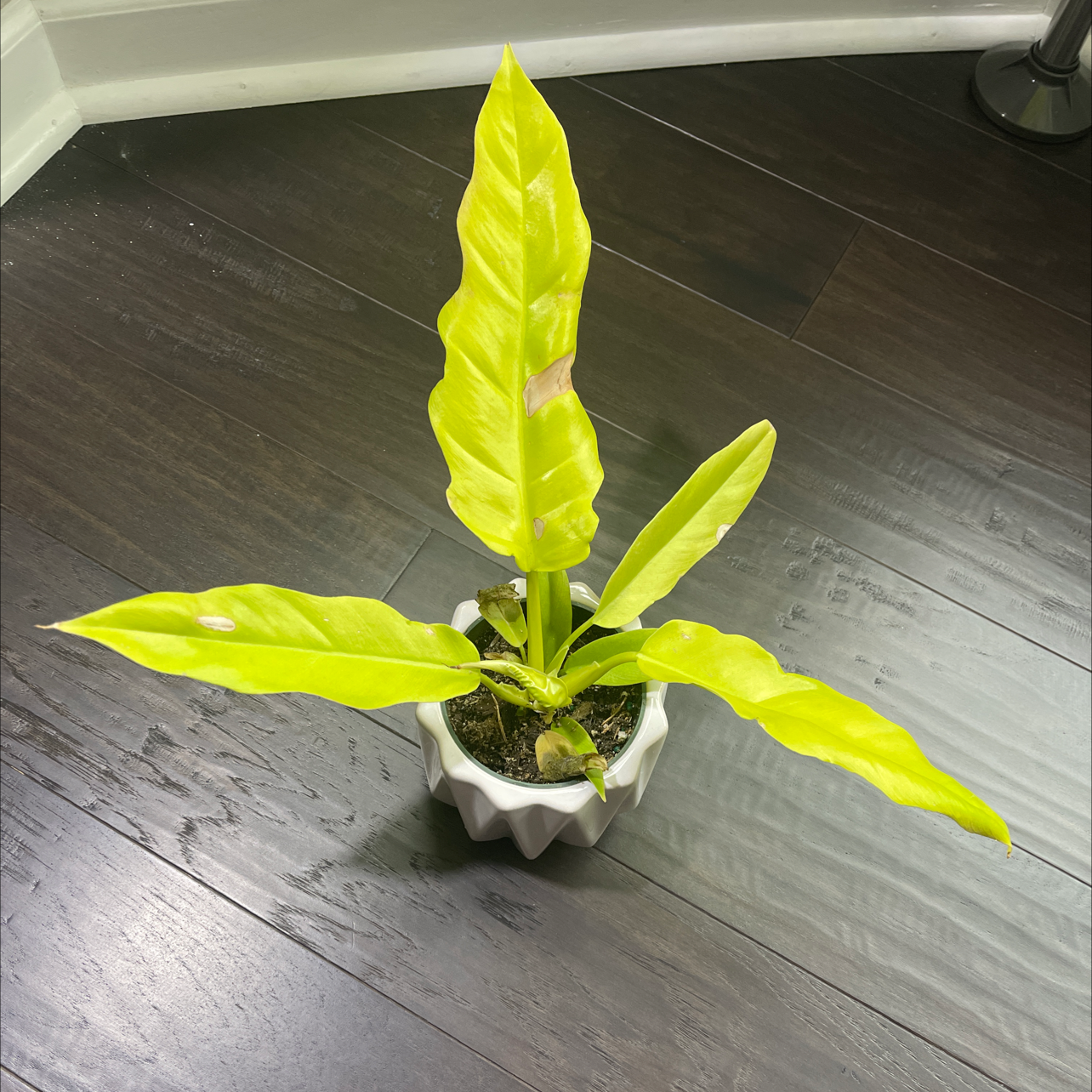 Potted Golden Crocodile plant with bright green leaves, well-framed and in focus.