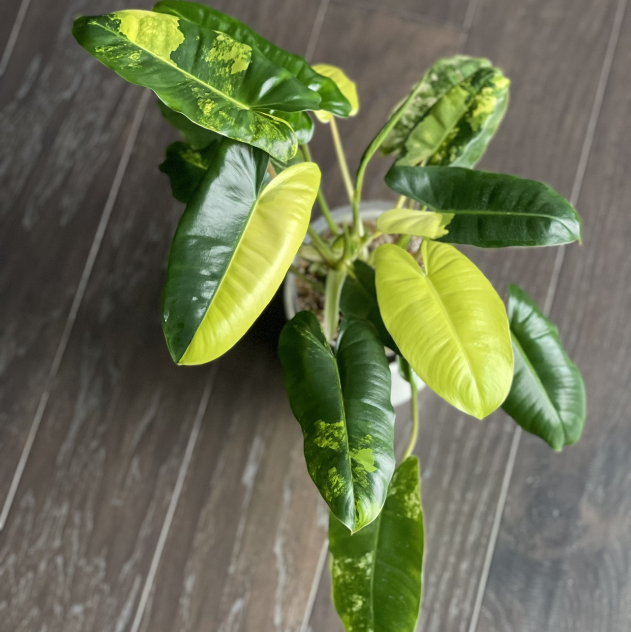 Personalized Burle Marx Variegata Care Water Light Nutrients Greg App