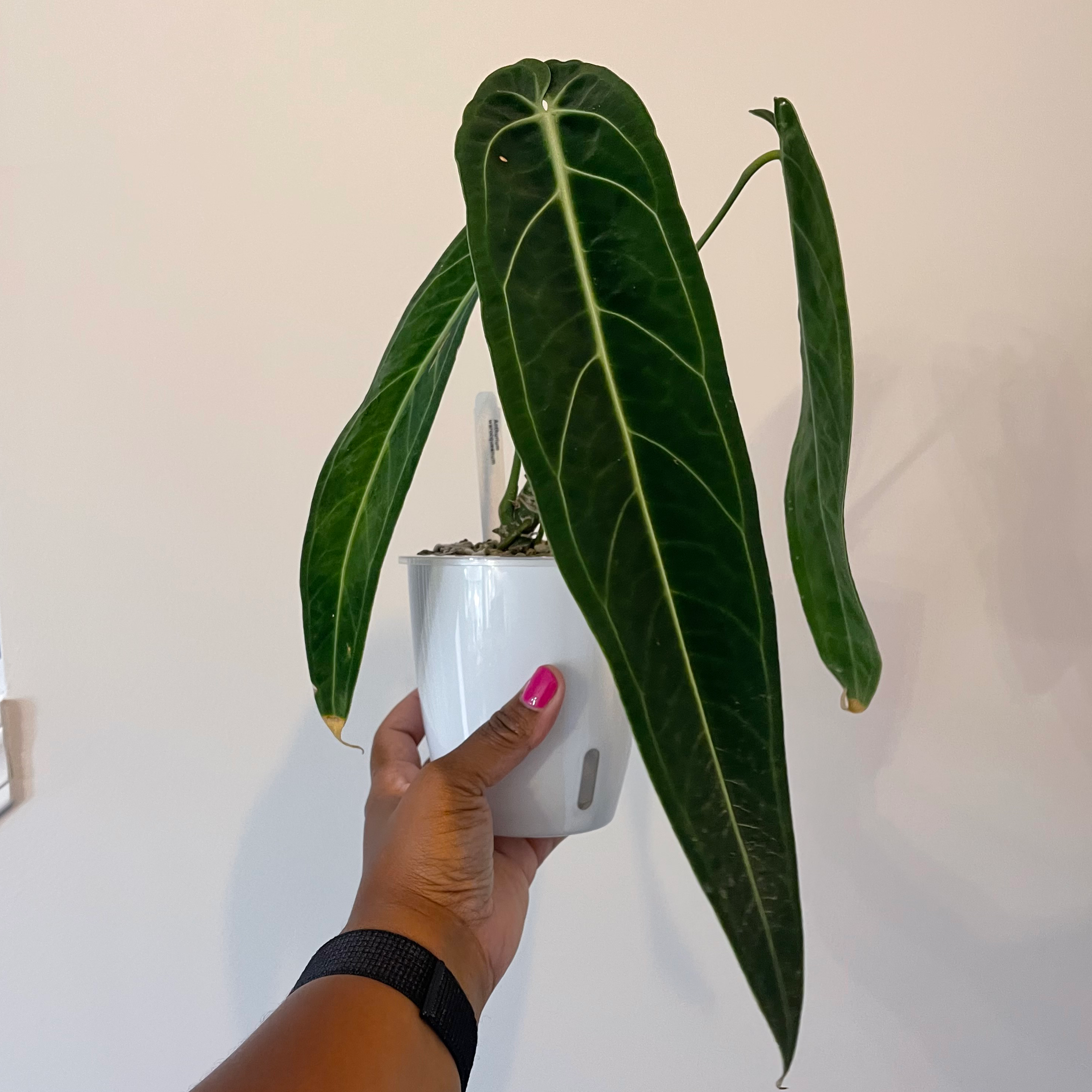 Anthurium warocqueanum plant with large, healthy leaves in a white pot, held by a hand.