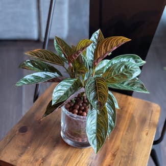 Chocolate Aglaonema plant in Somewhere on Earth