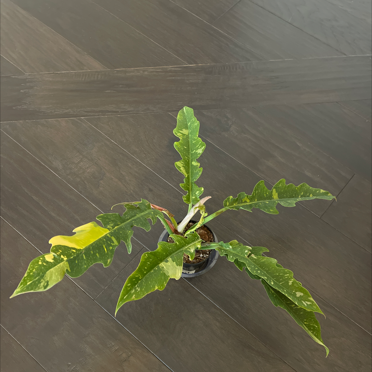 Philodendron 'Ring of Fire' plant with variegated leaves, one leaf showing yellowing.