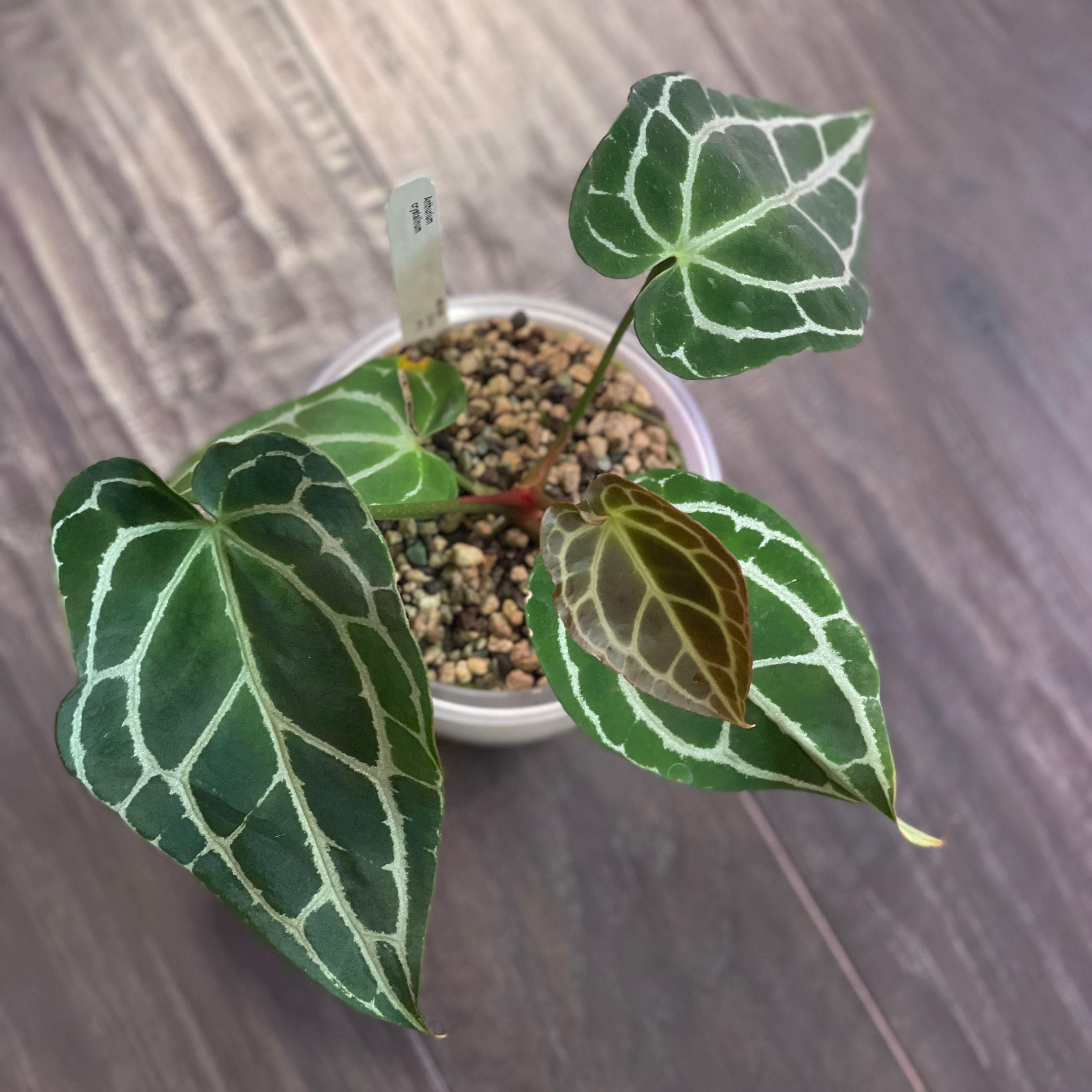 Crystal Anthurium plant with distinct white veining on dark green leaves in a pot.
