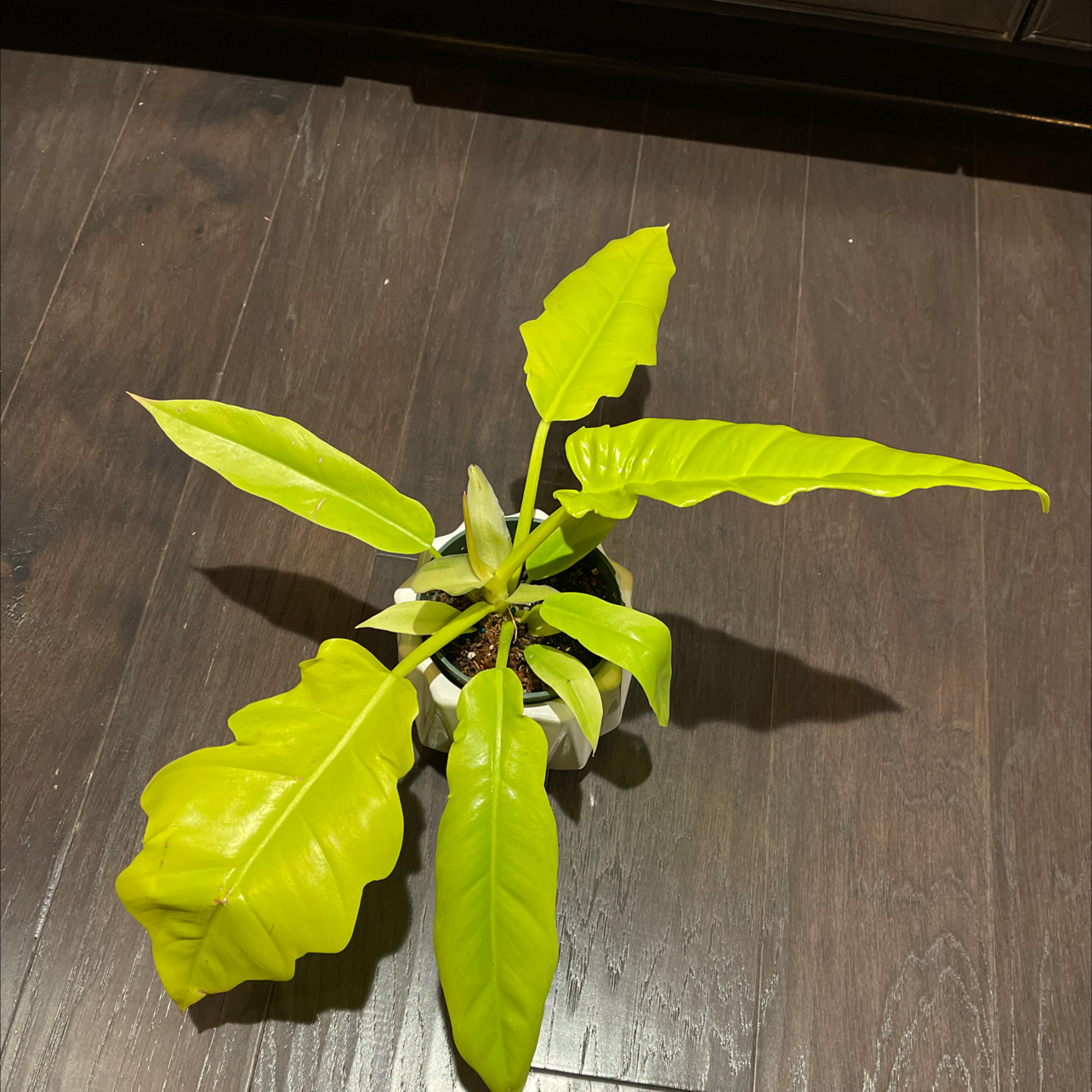 Golden Crocodile plant with bright green leaves in a pot on a dark wooden floor.