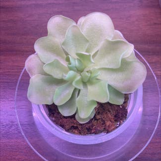 Pinguicula emarginata 'Weser' plant in Somewhere on Earth