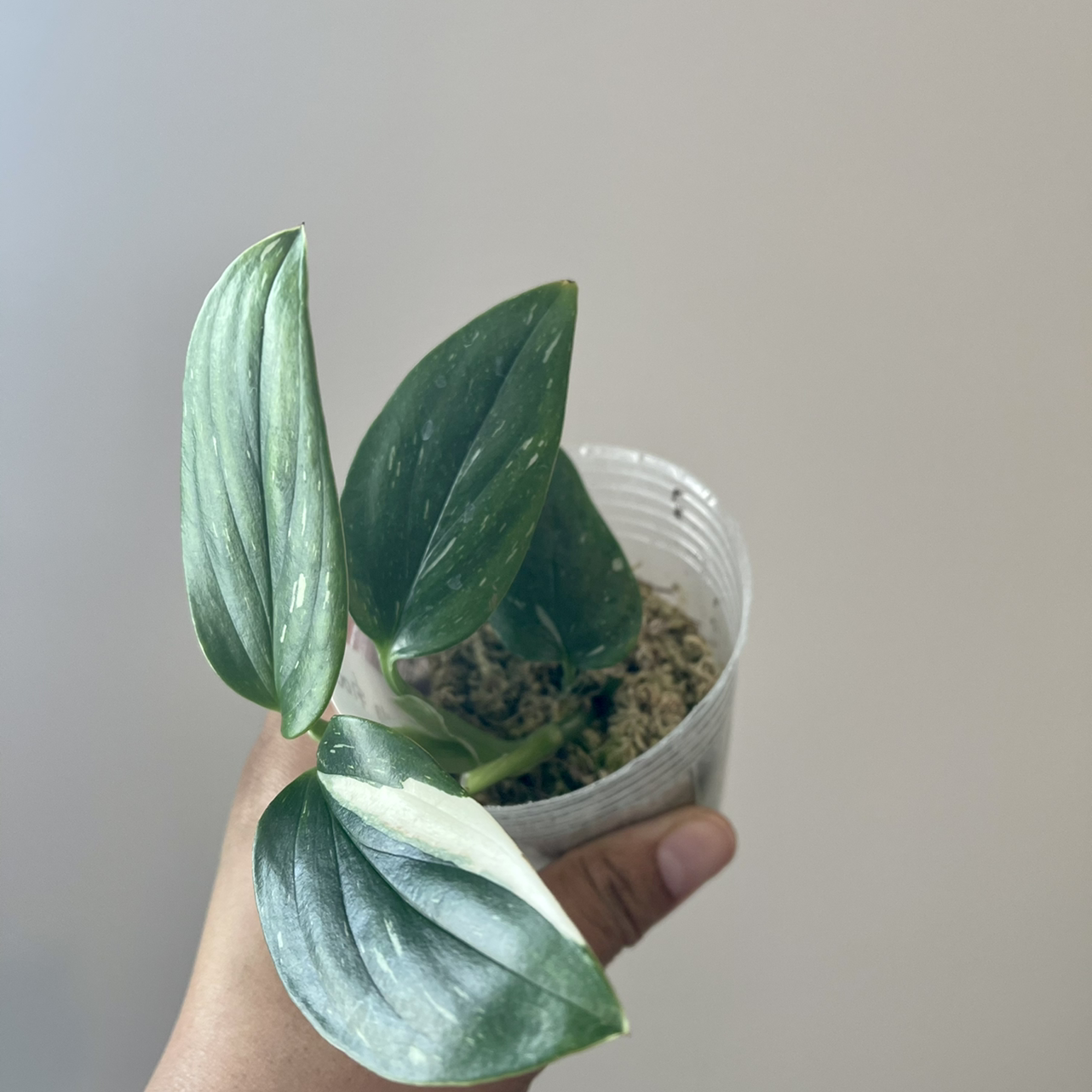Monstera Cobra plant in a clear plastic container held by a hand.