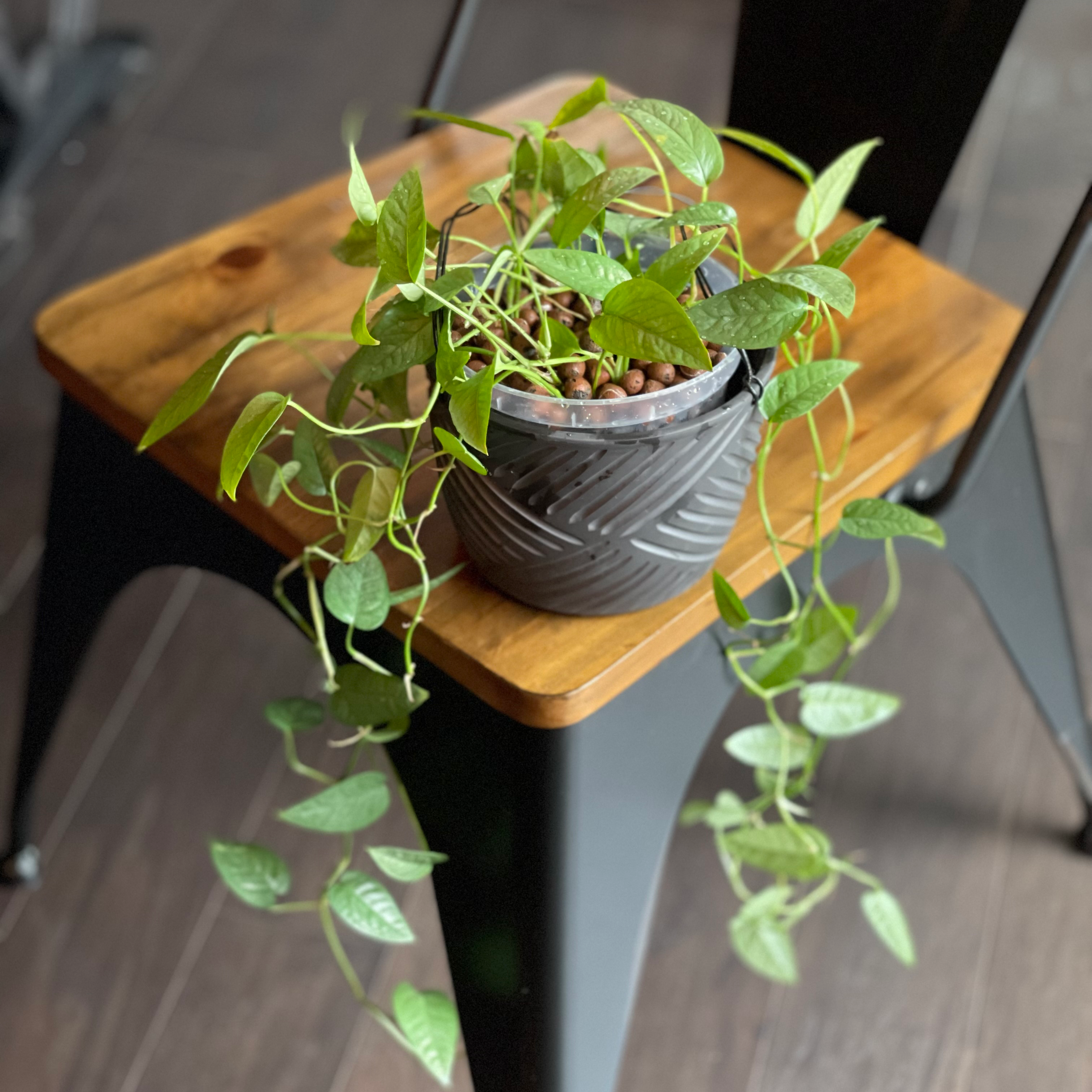 Cebu Blue Pothos plant in a pot on a wooden stool with trailing vines and green leaves.
