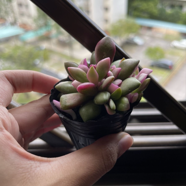 Photo of the plant species Sand Rose by @soykin named sunny 🔆 on Greg, the plant care app