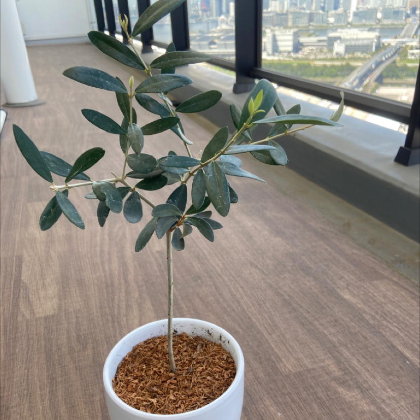 Photo of the plant species Olive Tree by Sara named Olive on Greg, the plant care app