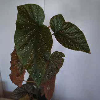 Polka Dot Begonia plant in Philadelphia, Pennsylvania