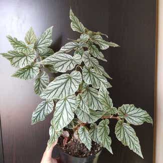 Begonia 'Don Miller' plant in Philadelphia, Pennsylvania