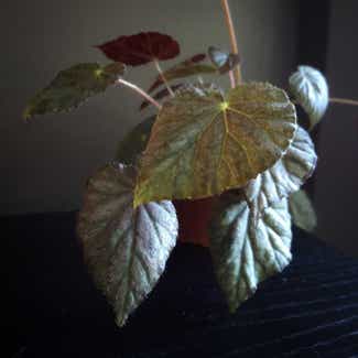 Rex Begonia plant in Philadelphia, Pennsylvania