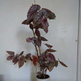 Rex Begonia plant in Philadelphia, Pennsylvania