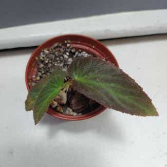Brazilian Lady Begonia plant in Philadelphia, Pennsylvania