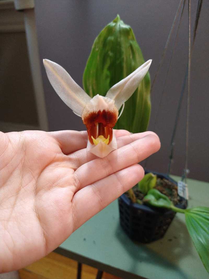 Photo of the plant species Loose Coelogyne by @mongoosenamedt named Coelogyne xyrekes on Greg, the plant care app