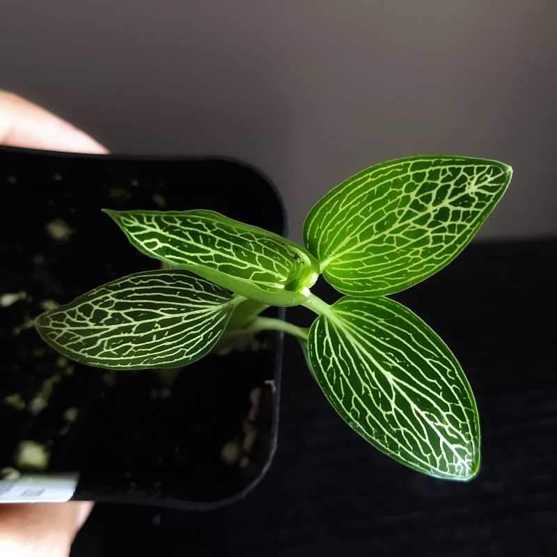 Black Velvet Jewel Orchid with vibrant green leaves and white veining.