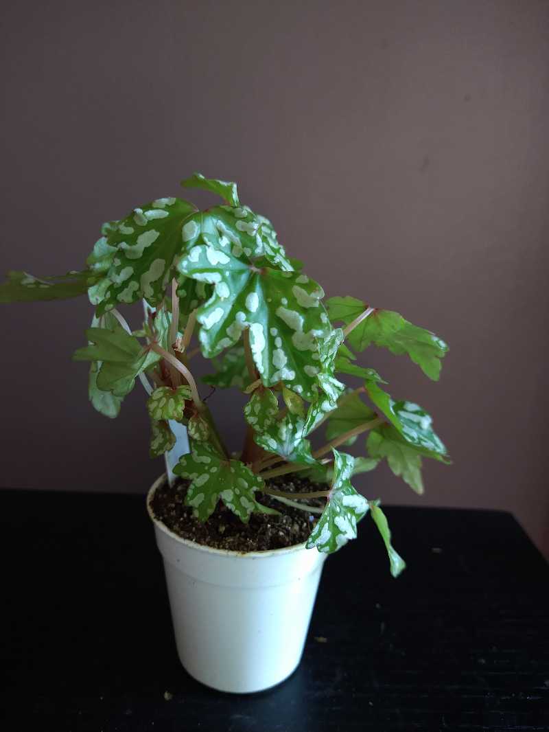 Photo of the plant species Begonia Tweedle Dee by @mongoosenamedt named Begonia dregei Tweedle Dee on Greg, the plant care app