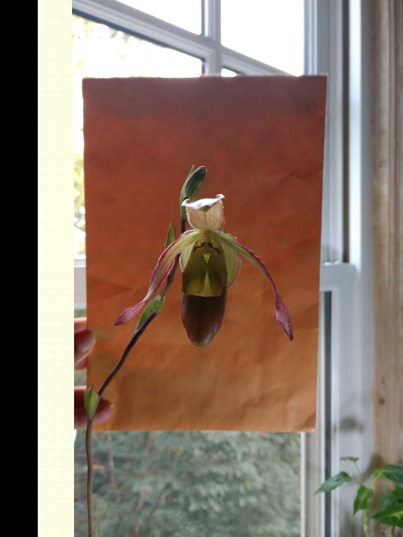 Photo of the plant species Ruby Slipper Orchid by @mongoosenamedt named Phragmipedium Eric Young on Greg, the plant care app