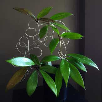 Hoya Pubicalyx plant in Philadelphia, Pennsylvania