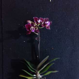 Phalaenopsis Orchid plant in Philadelphia, Pennsylvania