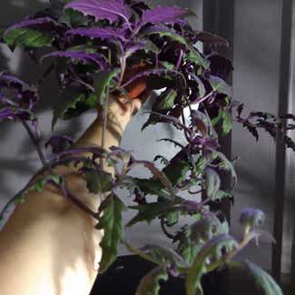 Purple Velvet Plant plant in Philadelphia, Pennsylvania