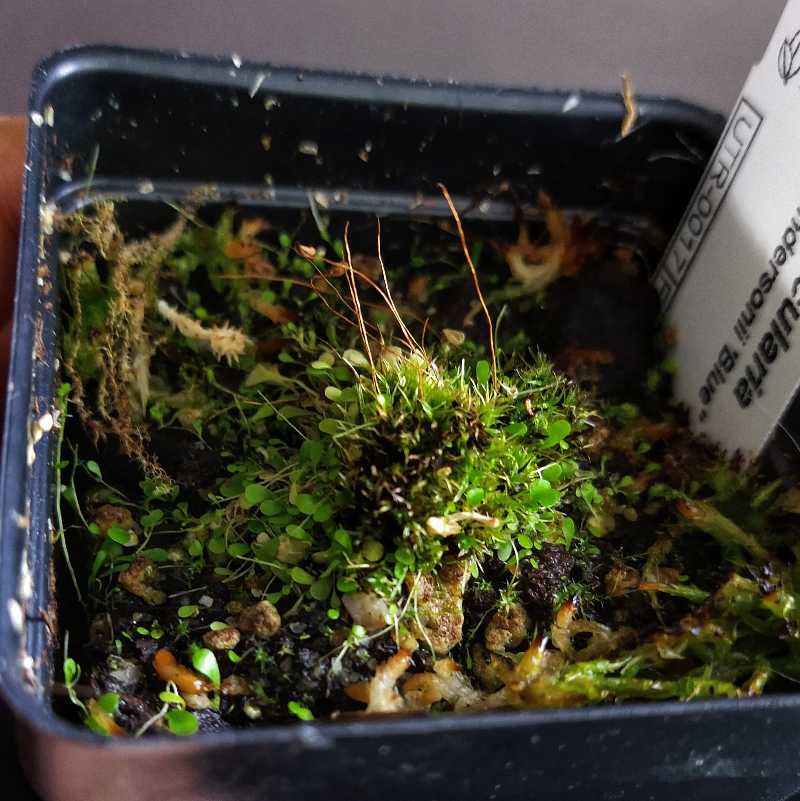 Photo of the plant species Hiddenfruit bladderwort by @mongoosenamedt named Utricularia sandersonii Blue on Greg, the plant care app