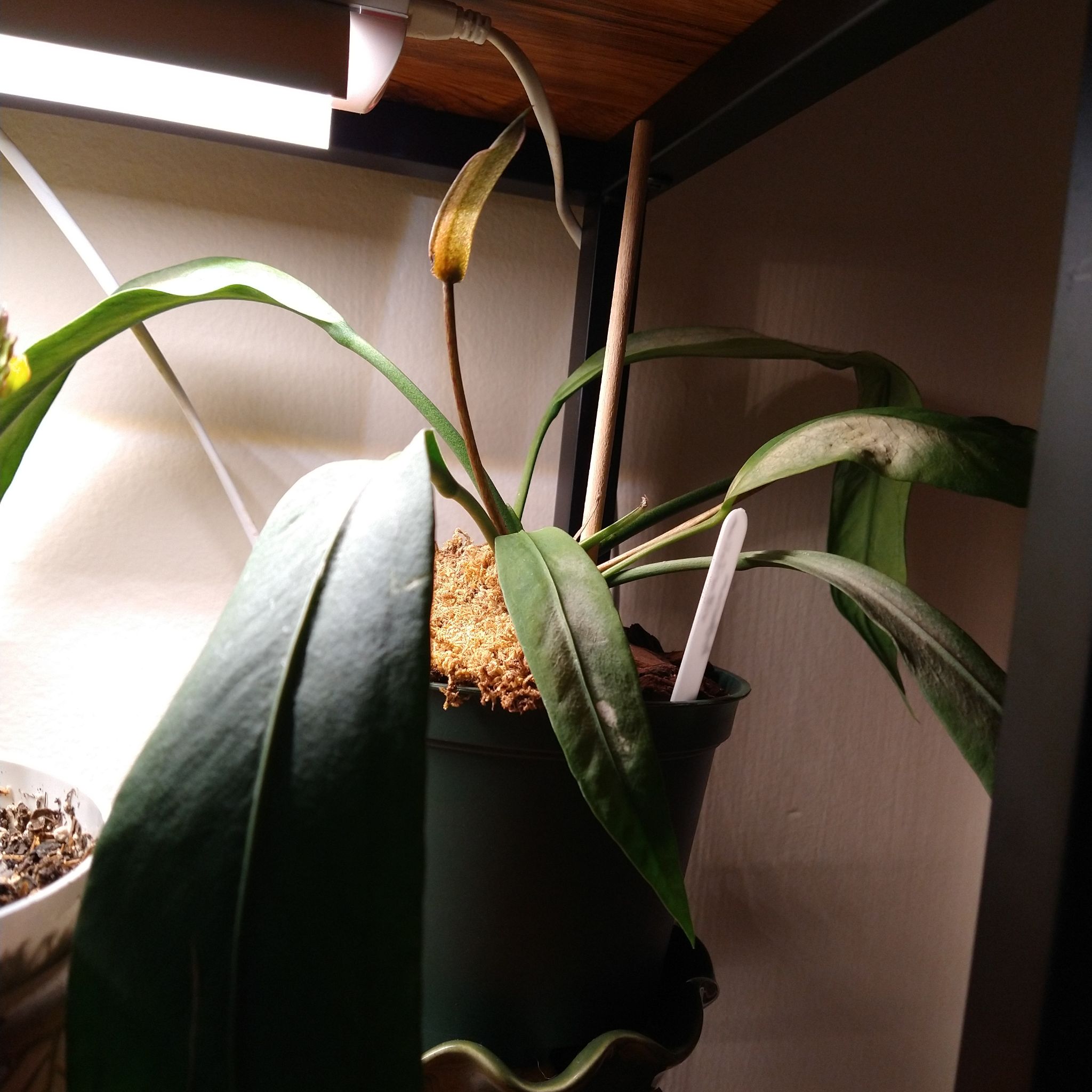Anthurium vittariifolium plant with long leaves showing signs of yellowing and browning in a pot under artificial lighting.