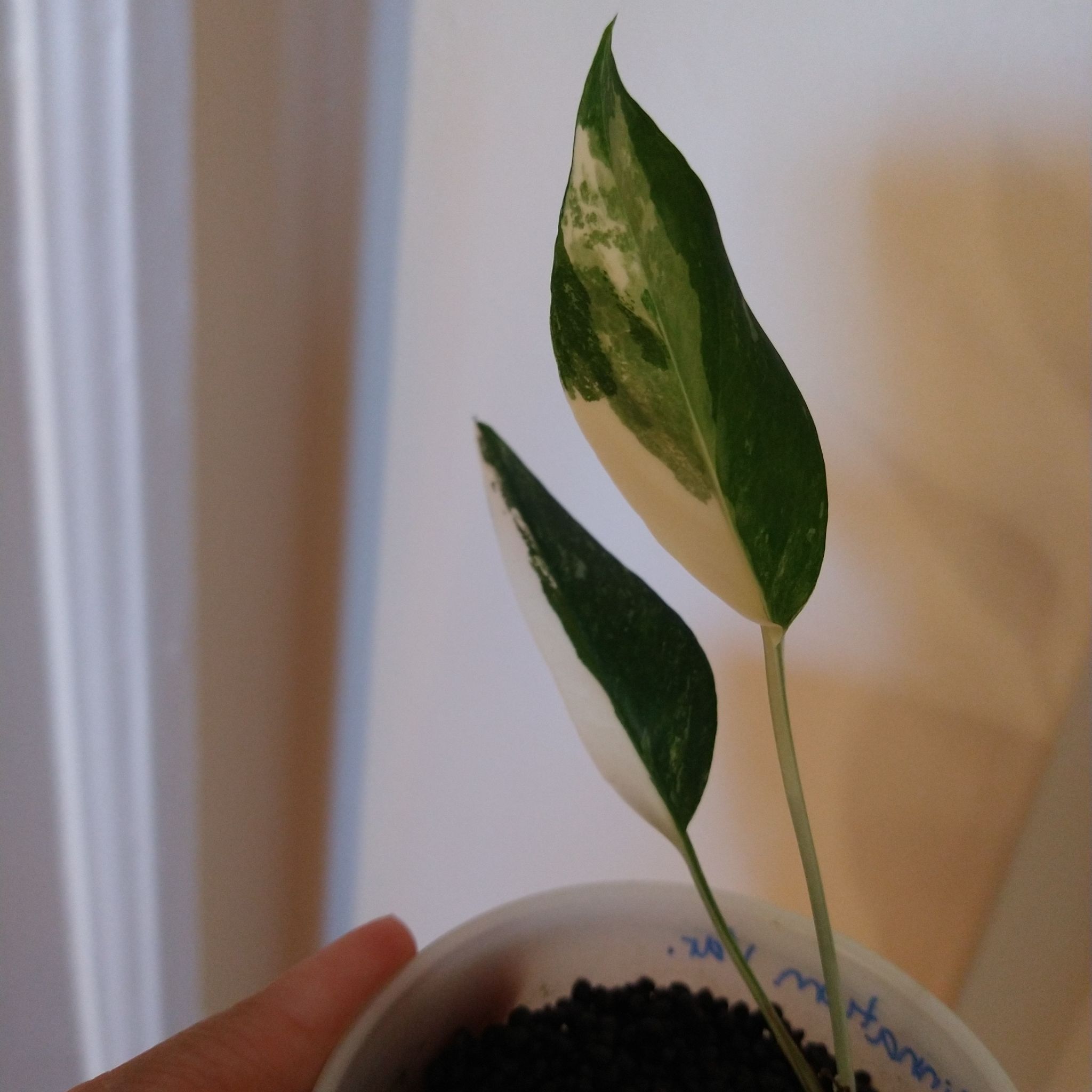 Albo Epipremnum Pinnatum plant with variegated leaves in a small pot, visible soil.
