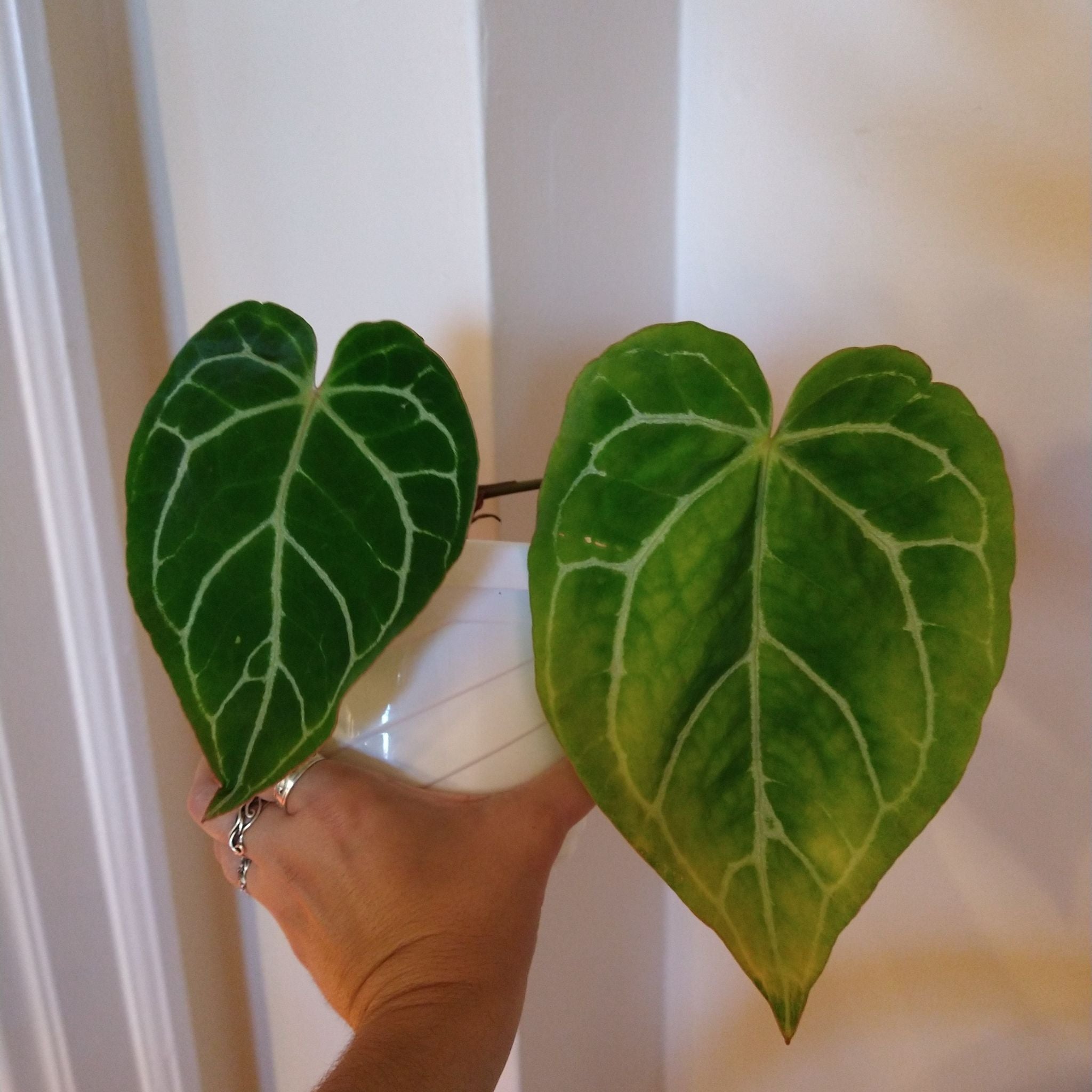 🍂 Why Are My Velvet Cardboard Anthurium Leaves Turning Yellow?
