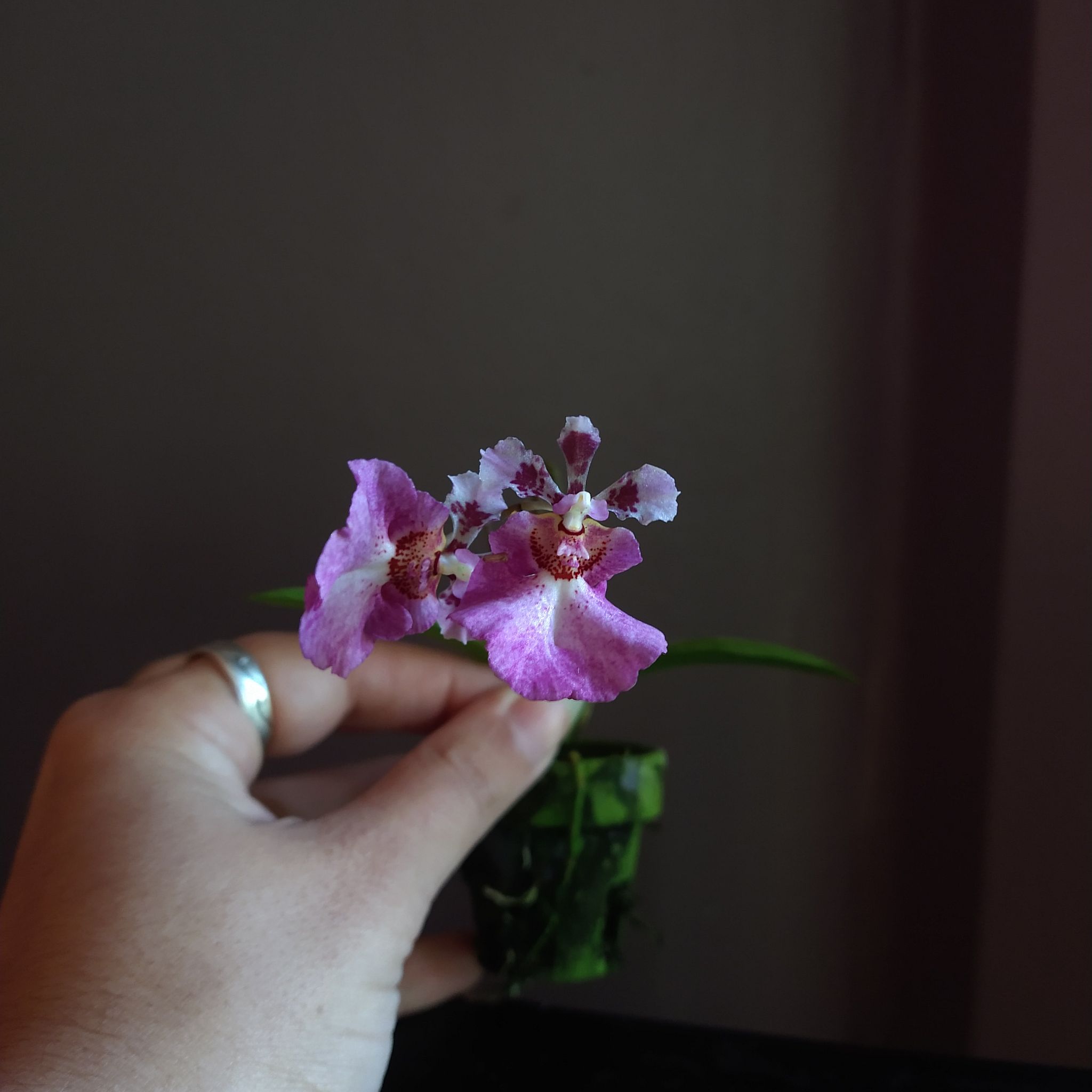 A healthy Dancing-Lady Orchid with vibrant pink flowers held by a hand.