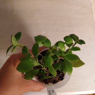 Hoya heuschkeliana plant in Philadelphia, Pennsylvania