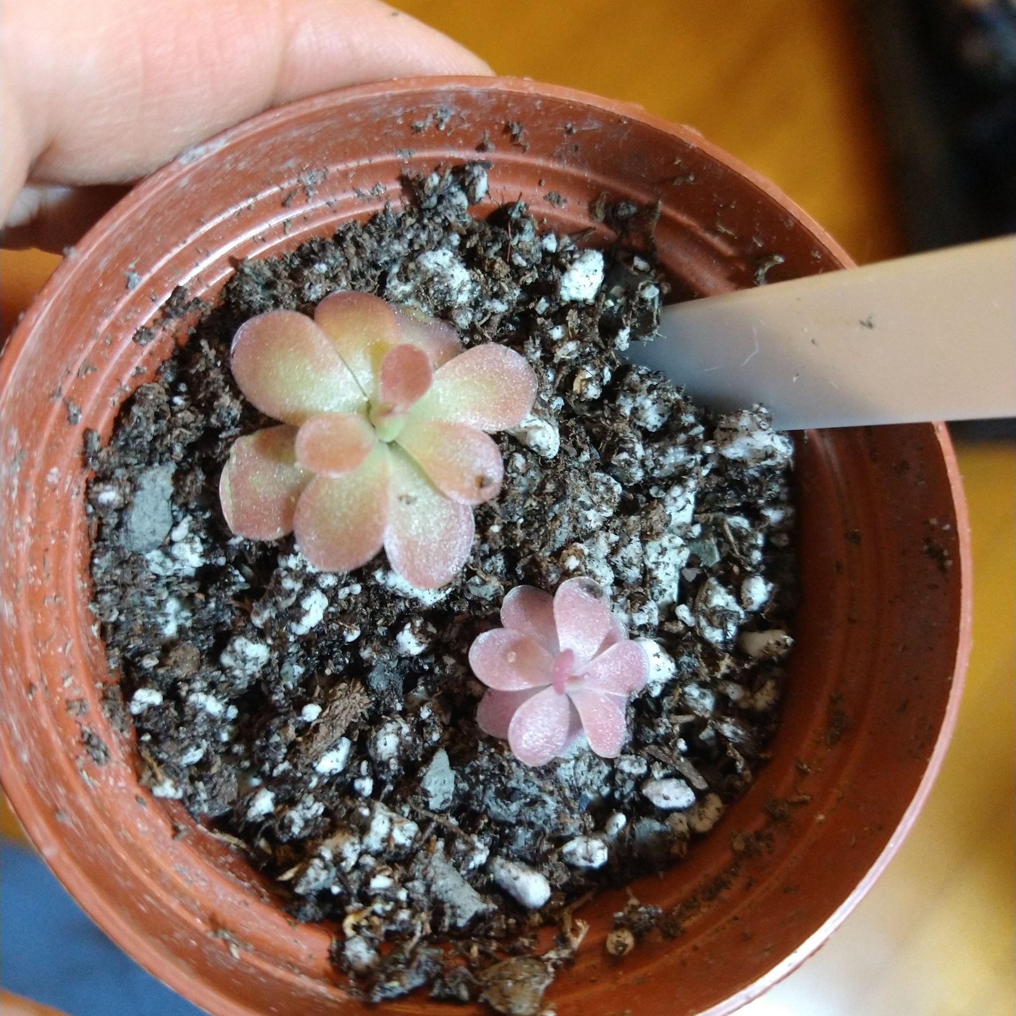 Photo of the plant species Johnanna Butterwort by @mongoosenamedt named Ping Johanna on Greg, the plant care app