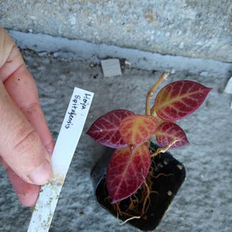 Hoya sipitangensis plant in Philadelphia, Pennsylvania