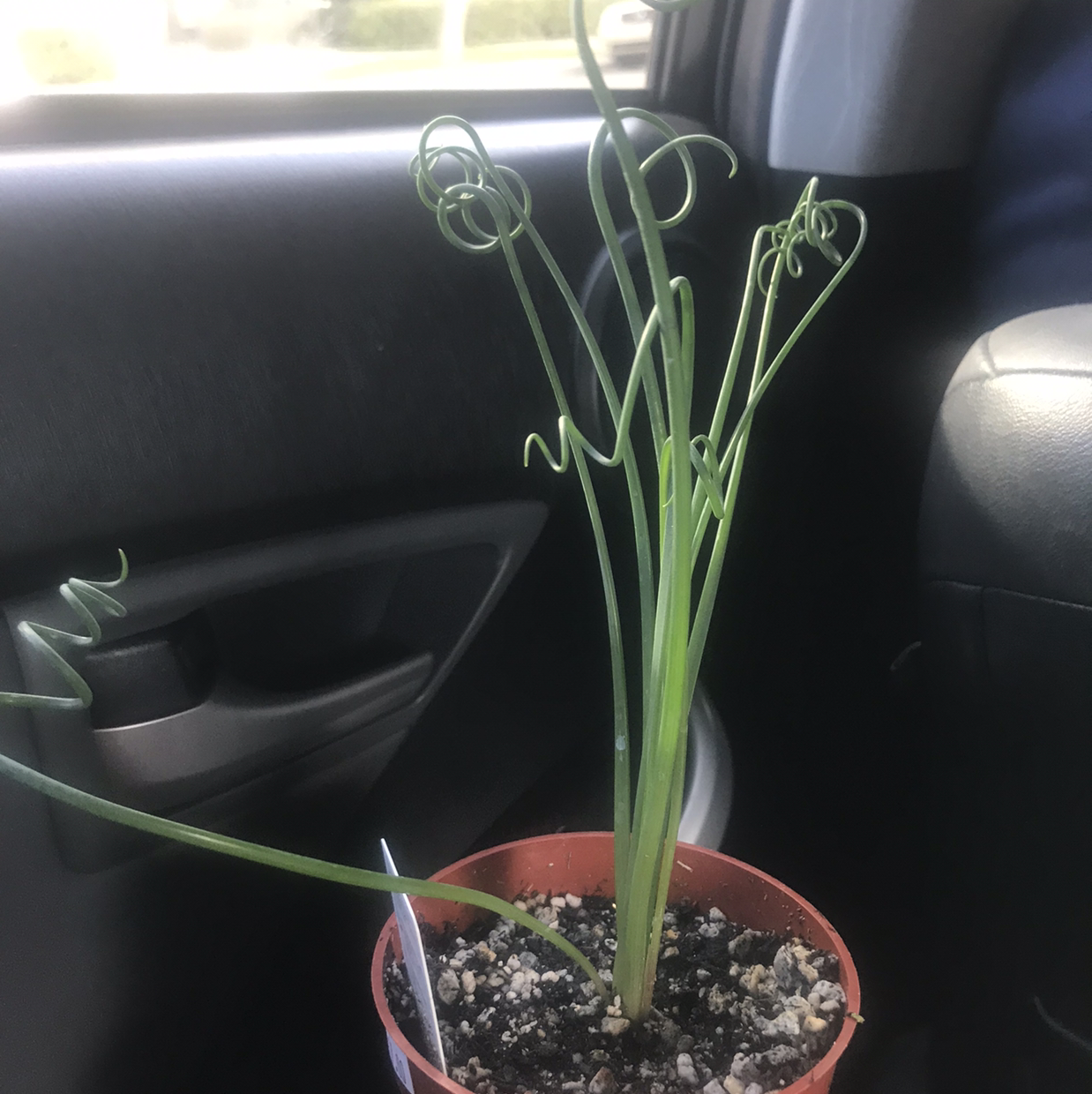 Albuca Spiralis plant photo by Tyra named Denali on Greg, the plant care app.