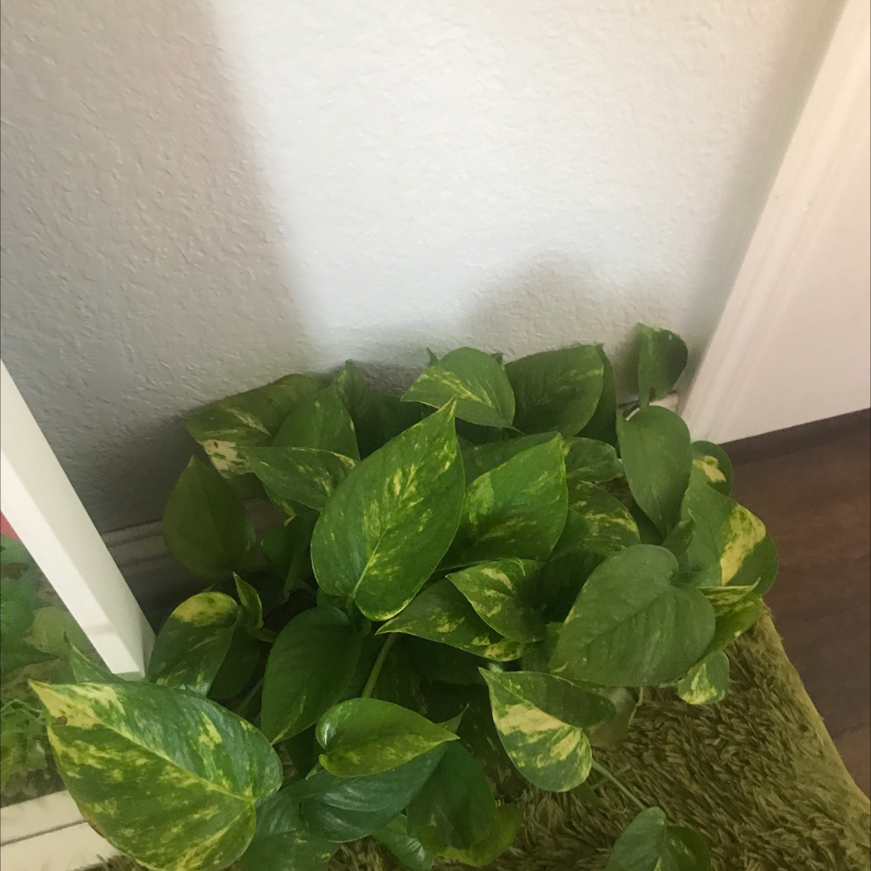 Jade Pothos plant photo by Tyra named Scarlett on Greg, the plant care app.
