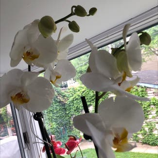 Phalaenopsis orchid plant in Chicago, Illinois