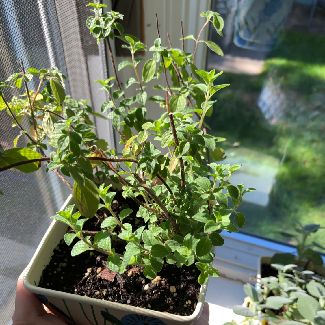 How Much Humidity Does My Oregano Need?