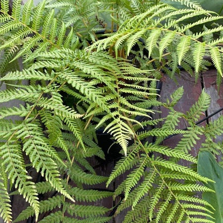 Photo of the plant species Wood Fern by Anthony named Fernie Mac on Greg, the plant care app