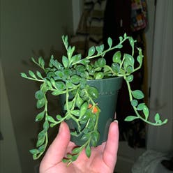 String of Watermelons plant