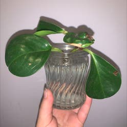 Baby Rubber Plant plant