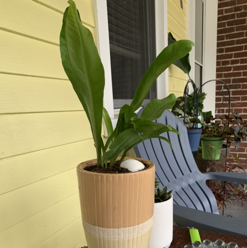 Photo of the plant species Platycerium Alcicorne by Kima named Fern on Greg, the plant care app