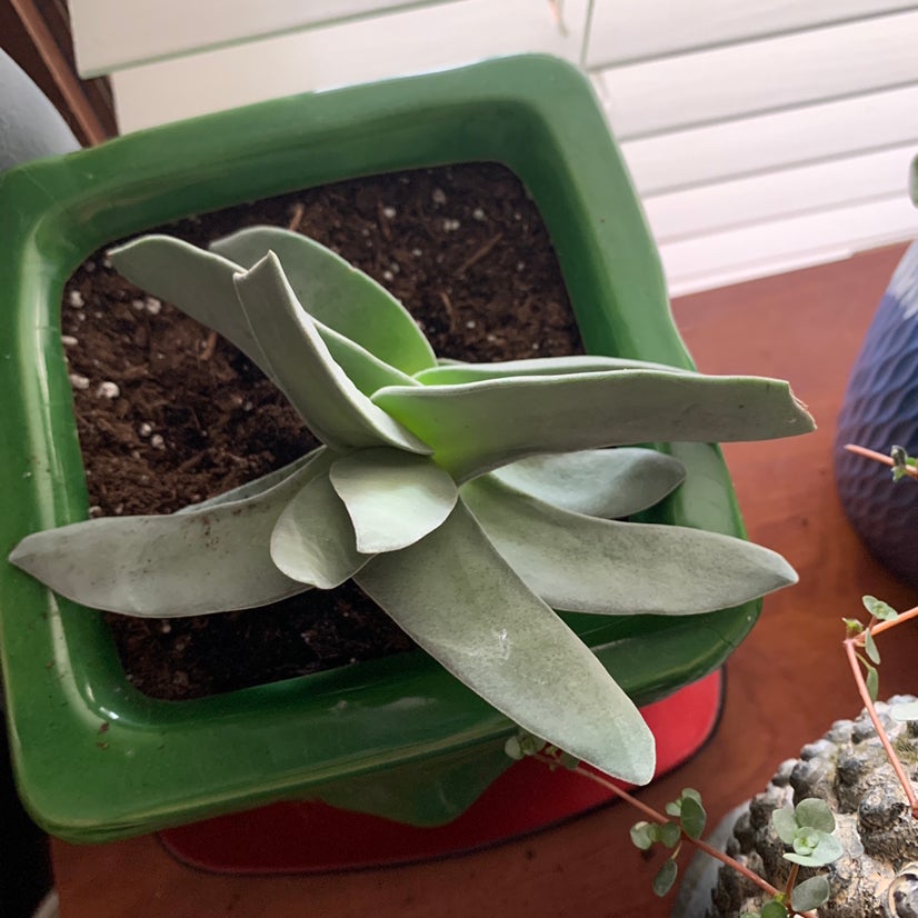 Photo of the plant species Airplane Plant by Kima named Kim on Greg, the plant care app