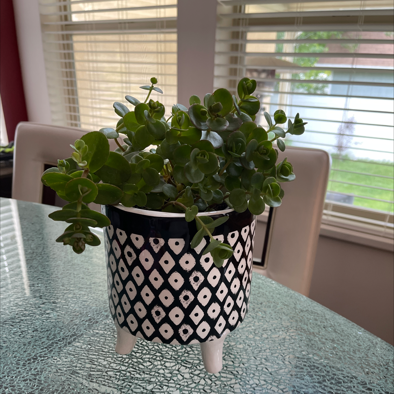 Photo of the plant species Lime Zinger Stonecrop by @Pmeyerpeter named Zinger on Greg, the plant care app