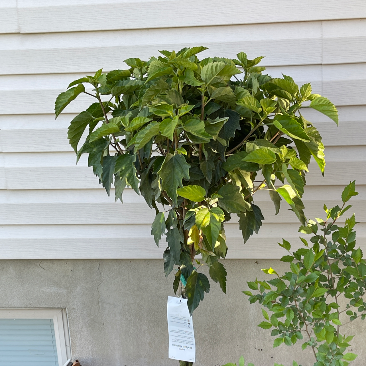 Chinese Hibiscus plant with green leaves against a building wall.