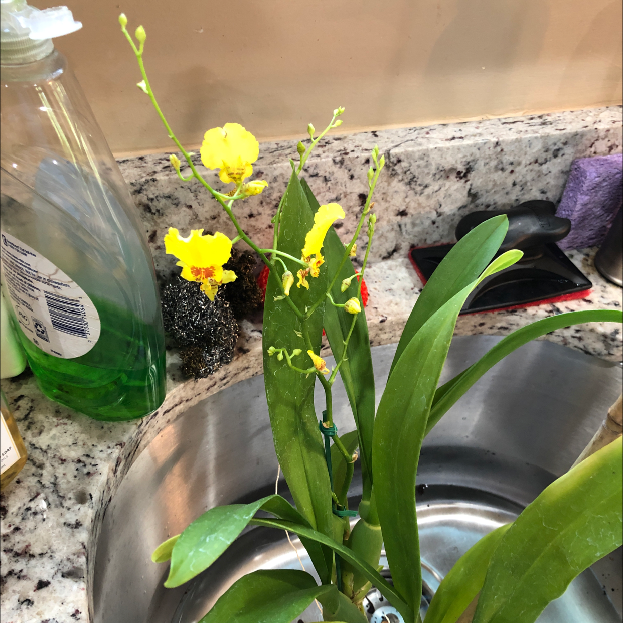 Dancing-Lady Orchid with yellow flowers in a kitchen sink.