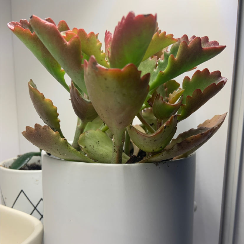 Tugela Cliff-Kalanchoe plant in a white pot with reddish-edged leaves.