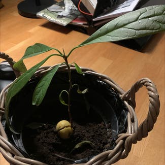 Avocado plant in Bærum, Viken