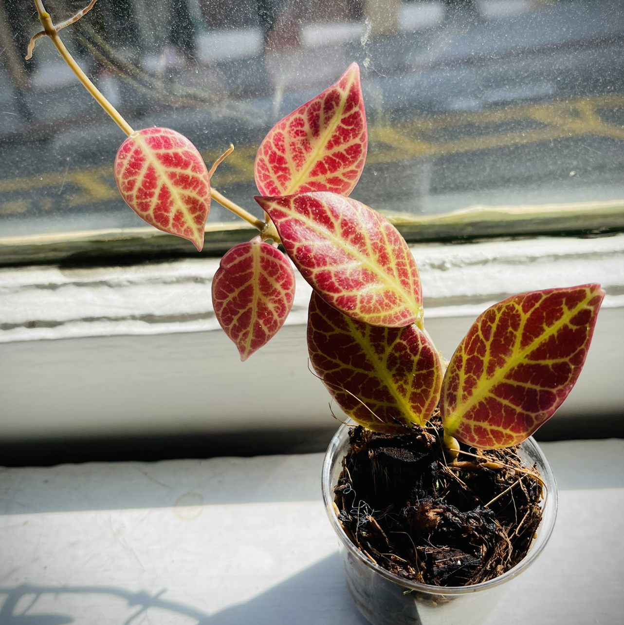 Photo of the plant species Hoya 'Sunrise' by @Collie_cray named Sunni on Greg, the plant care app